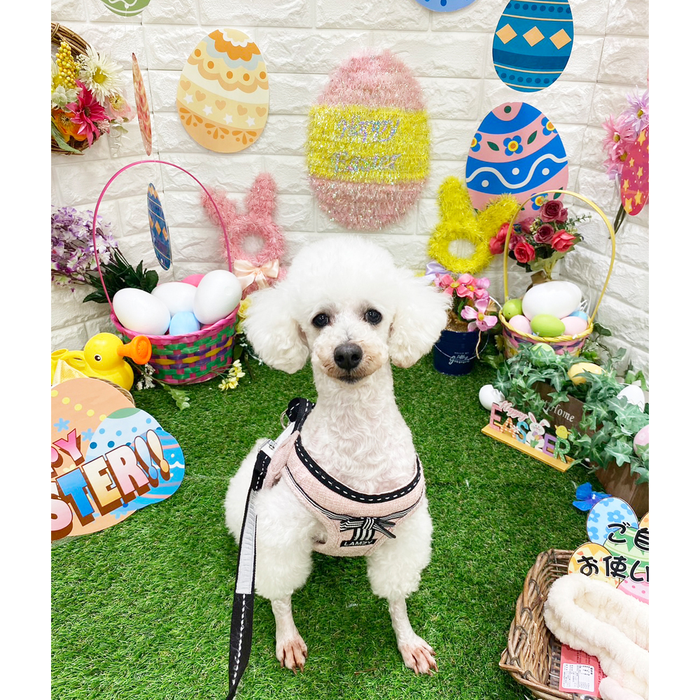 卒業犬のグミちゃんとひのでちゃん☆